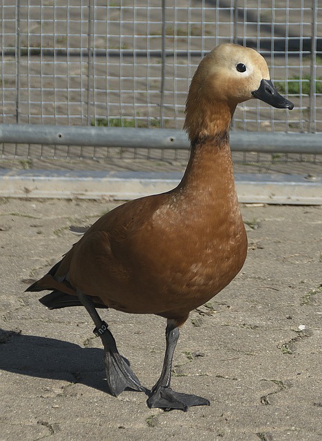 现状